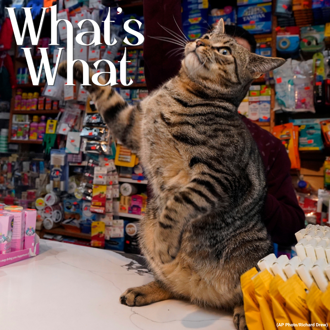 Bodega Cats Get a Bill, Artists Fight Authoritarianism, and Model Trains at the Botanical Gardens episode artwork