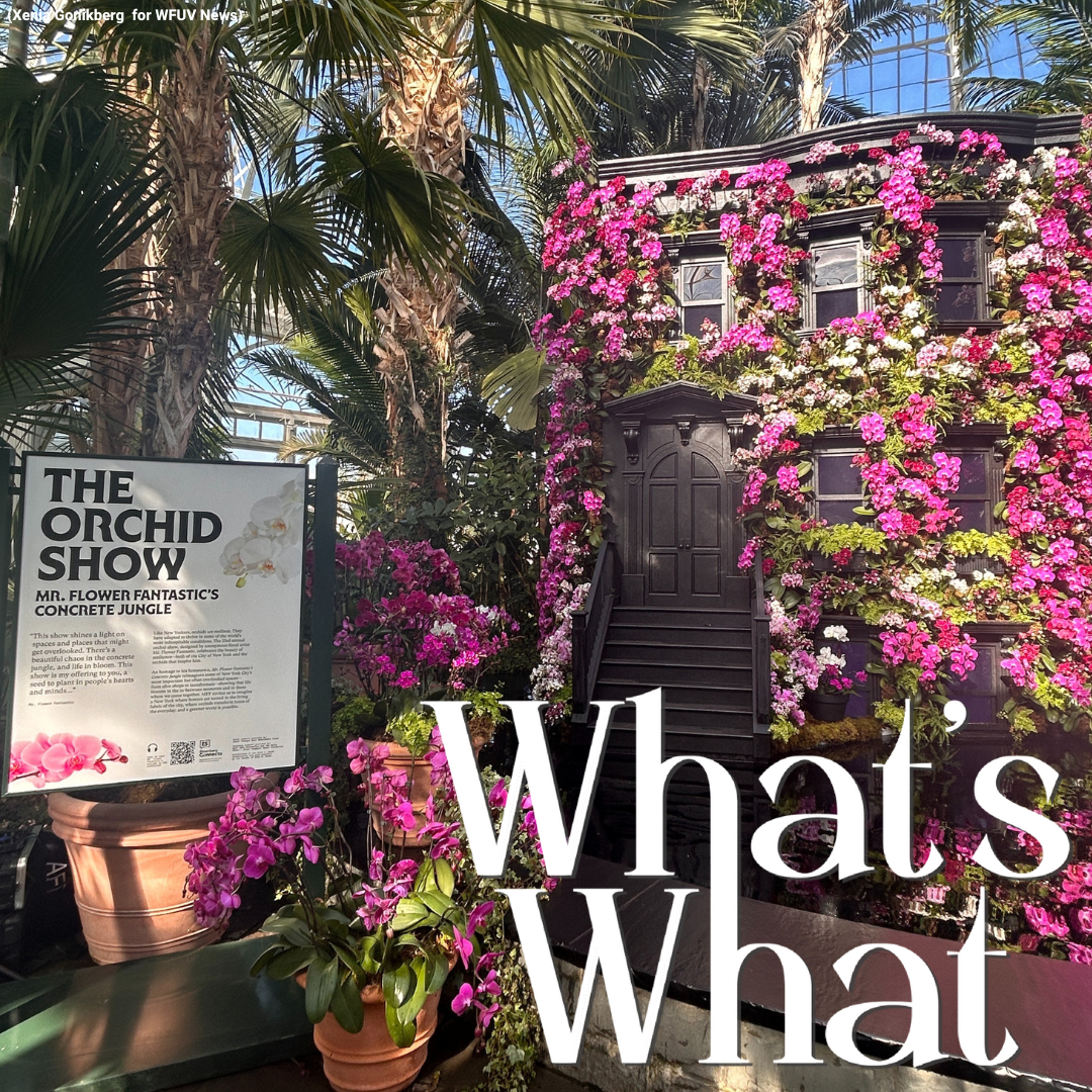 The Cold is Here To Stay, NYBG Orchids are in Full Bloom, and Activists Petition Against ICE in Midtown episode artwork